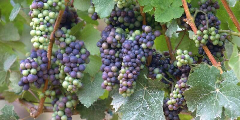 Feast on the Most Exotic Wines of Oldest Grape Variety Pinot Noir